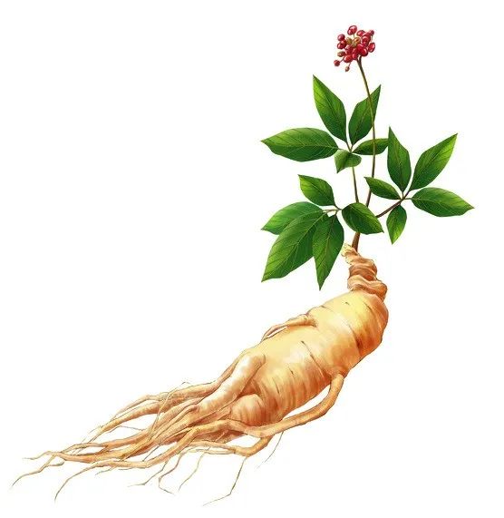 How to Cultivate Ginseng?