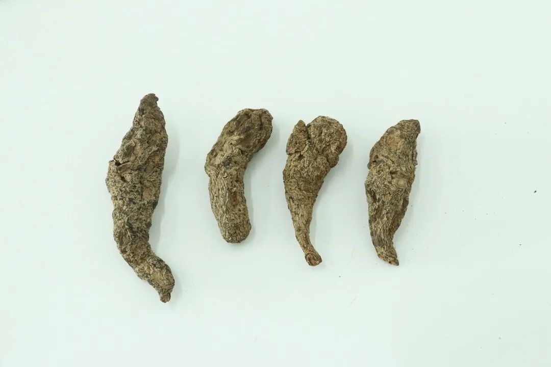 Shu Di Huang (Rehmannia Glutinosa) - A Sacred Herb for Nourishing Yin and Blood, and Anti-Cancer Properties