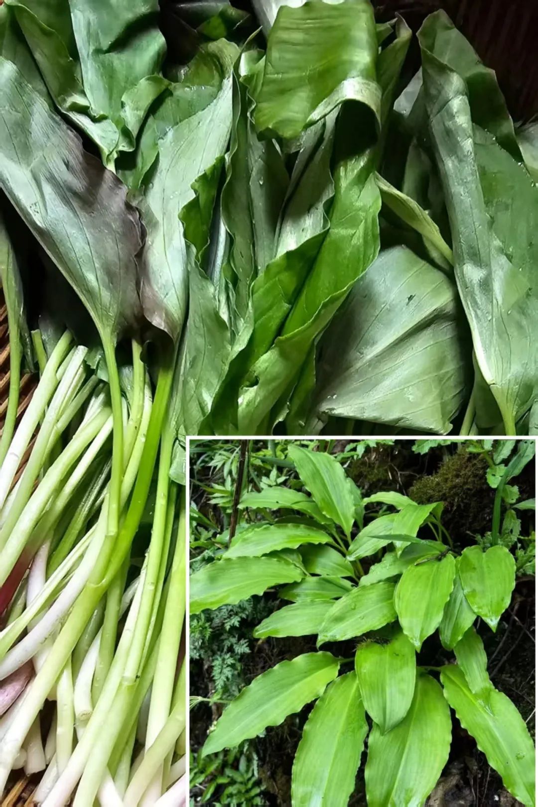 Spring Yang Energy Rises: A Great Time for Activating Blood Circulation with Seasonal Herbs