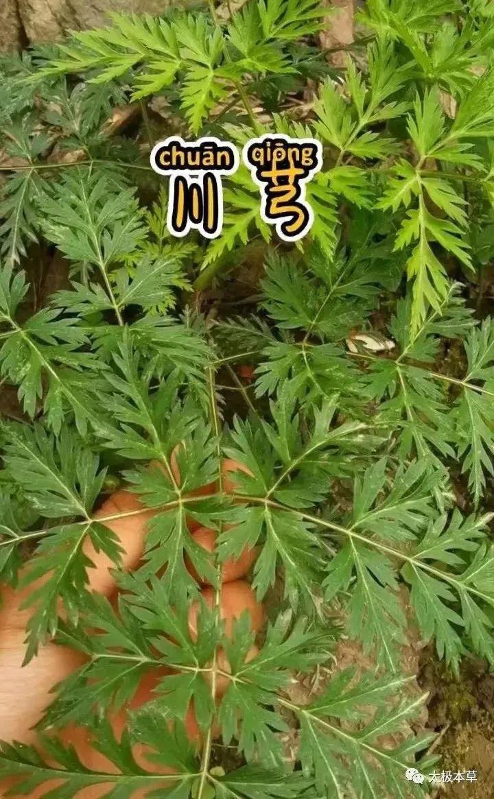 Chuanxiong: A Valuable Herb for Treating Headaches and Promoting Blood Circulation