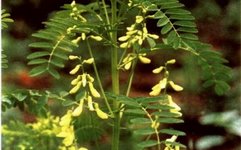 Traditional Chinese Medicine - Huangqi (Astragalus Root)