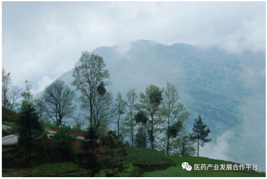 Traditional Chinese Medicine and Longevity: How Yin Qi Steals Decades from Our Lives