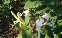 Understanding Honeysuckle: A Comprehensive Guide to Jin Yin Hua